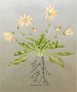 Lewisia tweedyi by Micheal 
Moshier