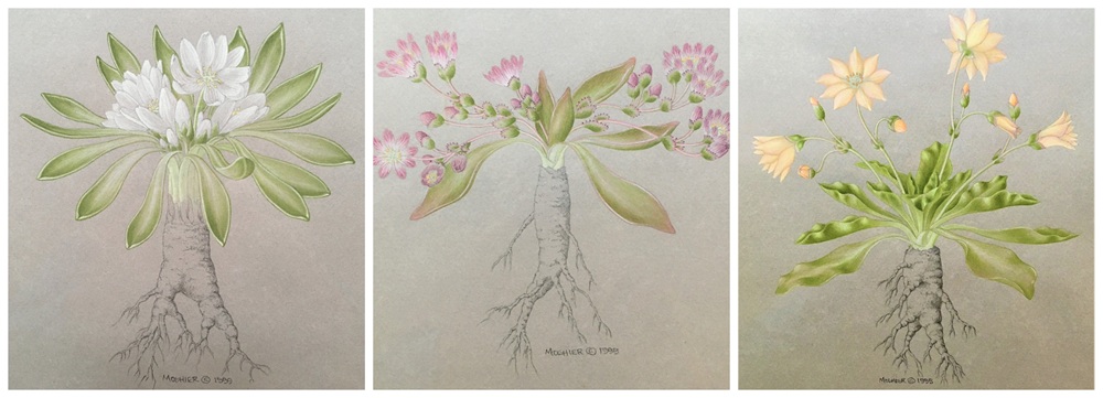a sampler of Micheal Moshier's Lewisia illustrations