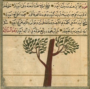 detail from a manuscript by Zakariya al-Qazwini  (1203–1283); scribe Muhammad ibn Muhammad Shakir Ruzmah-'i Nathani  (active in 1717); Walters manuscript W.659 depicting an aloeswood tree ('ud), courtesy of the Walters Museum, Baltimore.