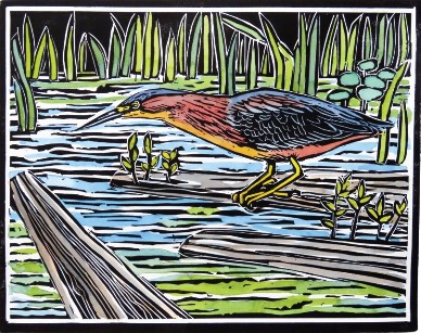 Night Heron copyright Molly Hashimoto