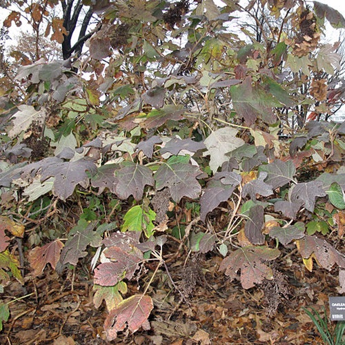 Oakleaf hydrangea in winter