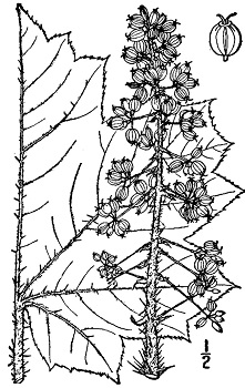Oplopanax horridus from  Illustrated flora of the northern states and Canada by Britton and Brown, 1913.