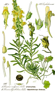 Linaria vulgaris  illustration from Otto Wilhelm Thome's Flora von Deutschland Osterreich und der Schweiz