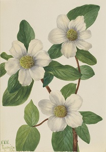 Cornus nutallii by Mary Vaux Walcott, added to the public domain by the Smithsonian American Art Museum