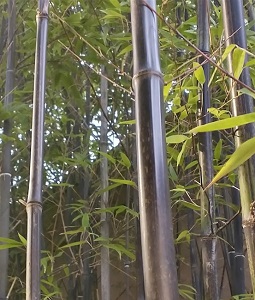 stand of black bamboo photographed by Laura 
Blumhagen at NHS Hall entry