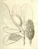 Plantae Delavayanae / Adrien Franchet. 