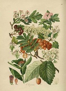 Plate 147 from Gustav Hegi's Illustrierte Flora Von Mittel-Europa, Dicots