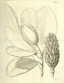 Plantae Delavayanae / Adrien Franchet.