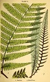 Plate X from an undated edition of A Fern Book for Everybody by M.C.
 Cooke