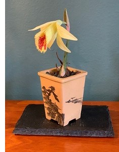 Pleione confusa 'Golden Gate' sculpture by Christina Hanson