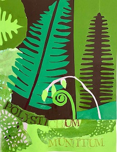 Polystichum munitum by Lisa Snow Lady