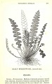 scaly spleenwort from A history of British ferns, by Edward Newman, 1854