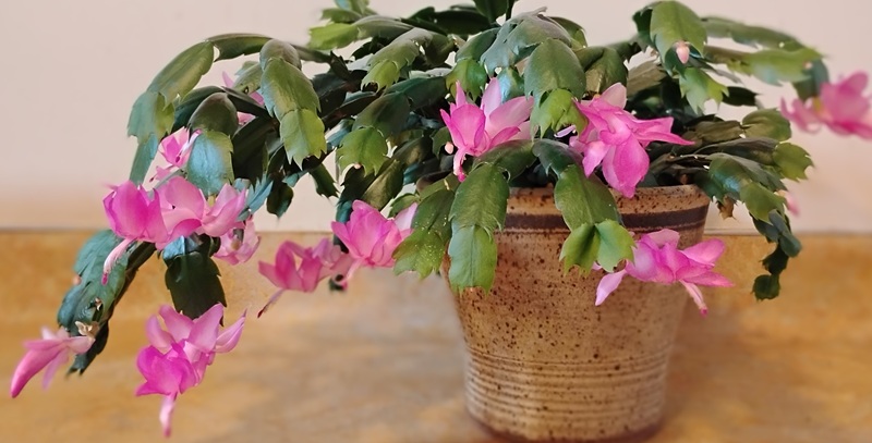 a pink-flowered Christmas cactus