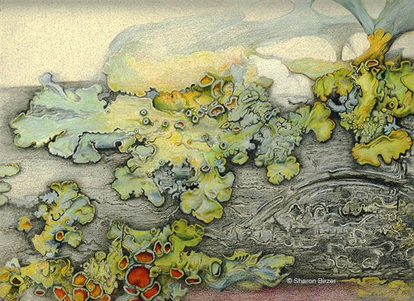 lichen on a branch by sharon birzer