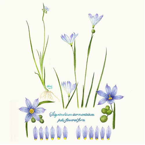 detail from Sisyrinchium sarmentosum by Linda Ann Vorobik