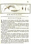 Traité des arbres et arbustes qui se cultivent en France en pleine terre / par m. Duhamel du Monceau, Inspecteur général de la Marine, de l'Académie Royale des Sciences circa 1755