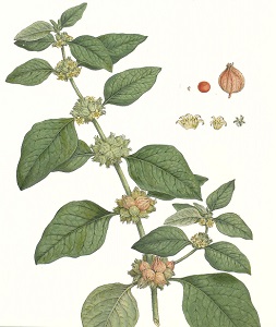 detail of Withania somnifera illustration from A Herbal of Iraq 