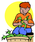 Boy harvesting corn