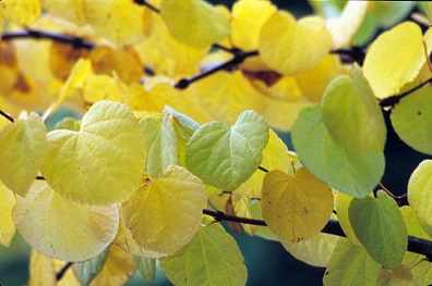 Cercidiphyllum japonicum by Joy Spurr