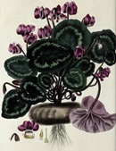 cyclamen from The British flower garden : containing coloured figures & descriptions of the most ornamental & curious hardy herbaceous plants ... / by Robert Sweet ; the drawings by E.D. Smith.