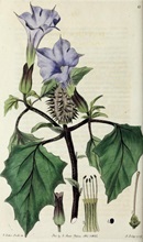 The British flower garden : containing coloured figures & descriptions of the most ornamental & curious hardy herbaceous plants ... By  Sweet, Robert, 1783-1835  Smith, Edwin Dalton, 1800- 