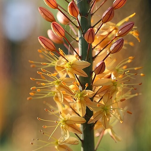 Eremurus stenophyllus image from Jardin botanique Roger-Van den Hende, by Cephas, CC BY-SA 4.0, via Wikimedia Commons