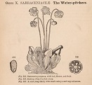 detail from page 156 of Alphonse Wood's Leaves and Flowers, 1870