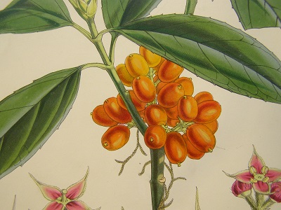 Detail from Aucuba himalaica Plate XII India 201 from Hooker Illustrations of Himalayan Plants, photo by Peter Zika