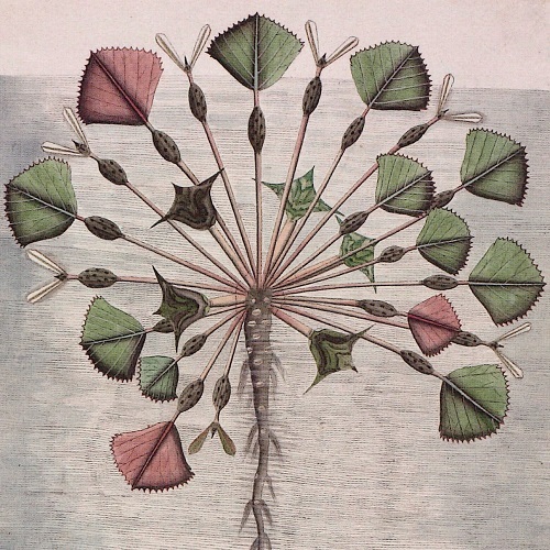 detail from Trapa natans, artist unknown, circa 1793