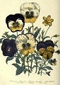 detail of plate 14 from from The ladies' flower-garden of ornamental annuals / by Mrs.
 Loudon, 1849