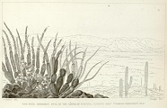 detail of sketch 49 by Arthur Schott from volume 1 pt1 of 1857 Report on the United States and Mexico Boundary Survey courtesy Biodiversity Heritage Library.jpg