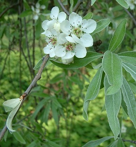 image of weeping willow-leaved pear from Creative Commons