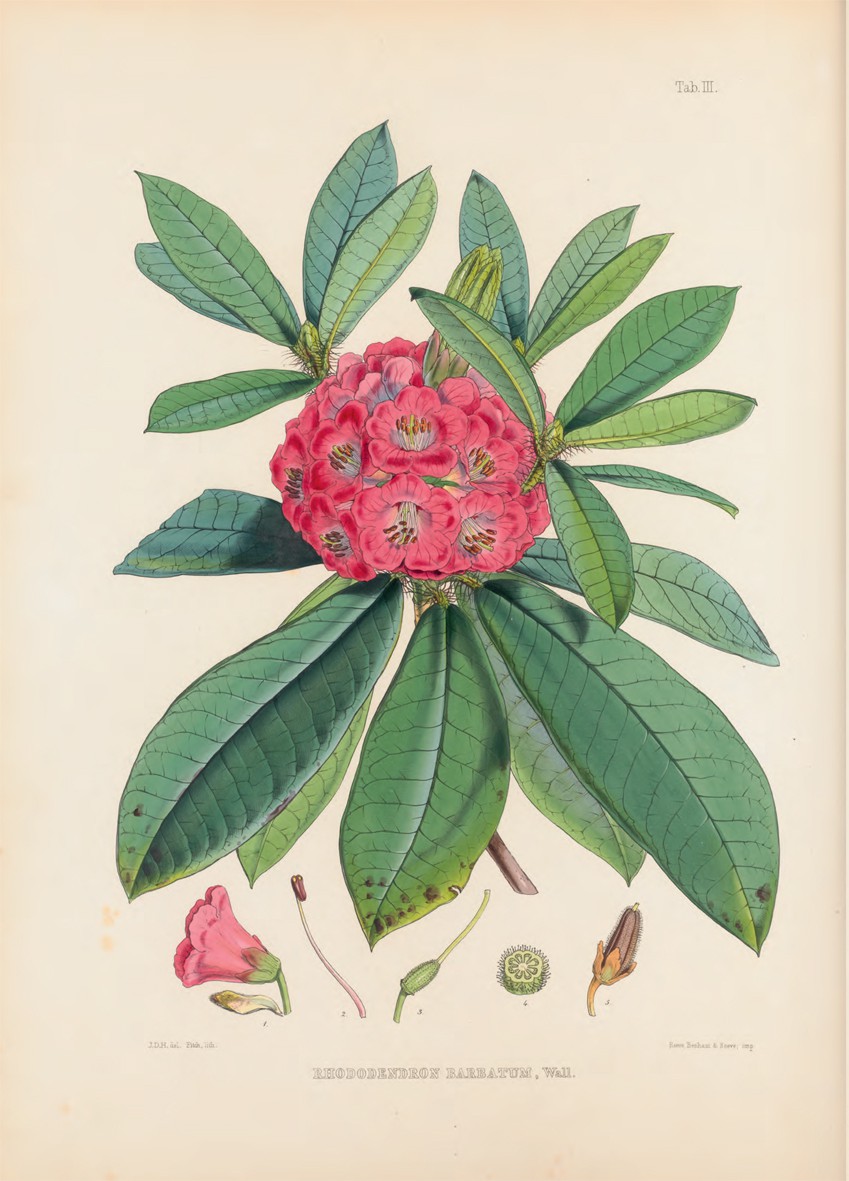 detail from Joseph Hooker's Rhododendrons of Sikkim-Himalaya.
 