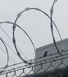 detail from a Scott Brekke Davis photo of Anna's hummingbird