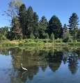 detail from Mapping and managing urban ecosystems : a summary of 
the 2018-2019 Urban Ecosystems graduate internship and methodology case study from Seattle Pulibc Utilities Urban Ecosystems group / Scott Brekke Davis.