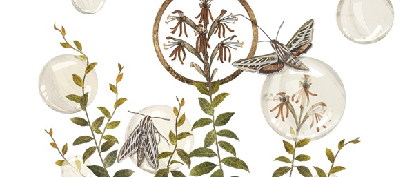 detail from Terma by Maria Jost with moths and honeysuckle