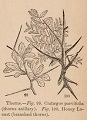 detailof crataegus and honey locust thorns from page 39 of Object Lessons in Botany, 1870