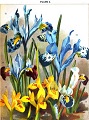 detail of plate 3 Irises by Mrs.
 Philip Hensley from Beautifulbulbousplants for the open air by John Weathers, 1905