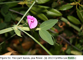 Everlasting pea image by Cynthia Riskin.