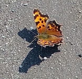green comma photo by Laura 
Blumhagen