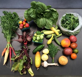 produce from UW Farm