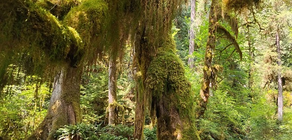 A forest near the Hoh River in Washington State photo by Laura Blumhagen