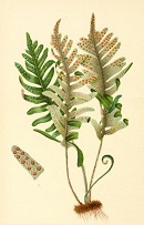 Illustration of Polypodium Incanum from 1879 The Native Flowers and Ferns of the United States (Thomas Meehan)