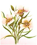 Mariposa lily illustration from front pages of Wild Flowers of the Rocky Mountains (1889)
