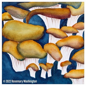 Mushrooms, copyright 2022, Rosemary Washington