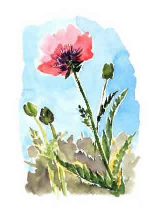 Poppy by Rosemary Washington