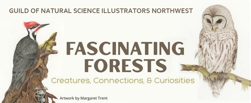 banner for Fascinating Forests exhibit by the Guild of Natural Science Illustrators Northwest with owl and woodpecker images by Margaret Trent