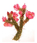 Red cactus illustration from front pages of Wild Flowers of the Rocky Mountains (1889)