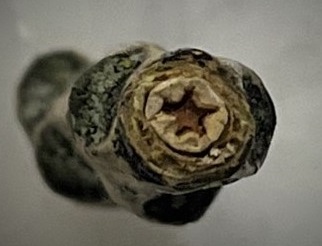 image of star inside cottonwood twig