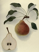p150 from The Pears of New York